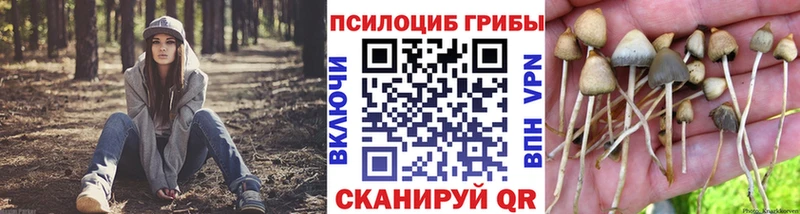 Купить где  Бузулук  Псилоцибиновые грибы Magic Shrooms 